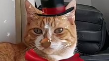 Someone defrost Mariah Carey! Morris is ready for winter 🧤 🧣 😺