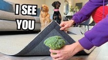 Golden Retrievers Solve the Hidden Treats Challenge | Fun Dog Nose Work