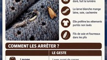 Des trous dans tes pulls en les sortant pour l'hiver ? La mite des vêtements