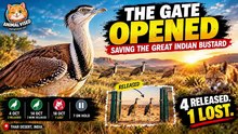 India’s Rarest Bird Faces a Fight for Survival | Great Indian Bustard | Animal Vised
