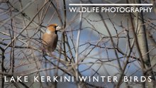 Lesser Spotted Woodpecker in Greece | Wild Bird Photography Walk