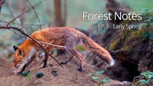 Hidden Forest Camera Reveals Early Spring Wildlife and a Fox Den