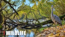 Grey Heron by a Forest River | Hidden Wildlife Camera Footage