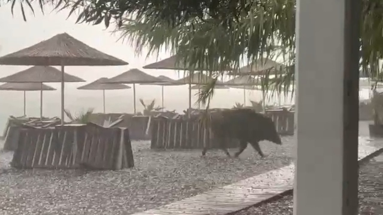 Wild Boar Runs For A Cover From Hailstorm - video Dailymotion