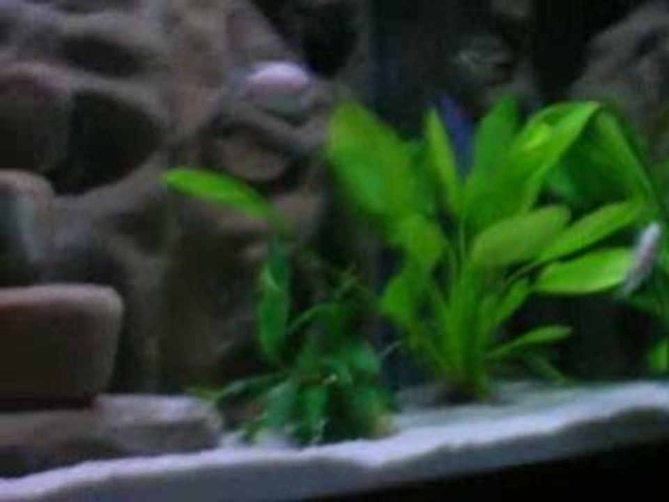 Parade mâle cynotilapia hara gallireya reef