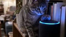 This Curious Kitten Is Fascinated by a Smart Speaker! 🐱🔊😍 | Cute Cat Moments