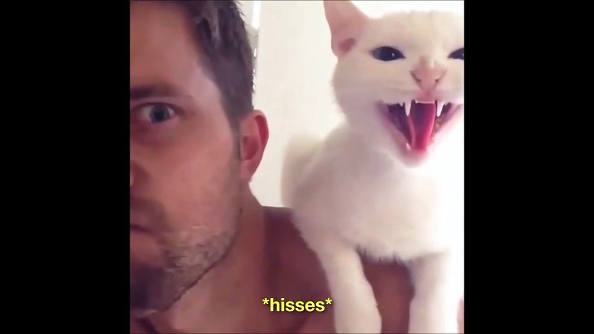 Le chat le plus énervé au monde... tout le temps en colère
