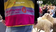 Milhares de ovelhas ocupam ruas de Madrid no Festival da Transumância