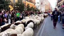 Тысячи овец заполняют улицы Мадрида на фестивале трансумансы