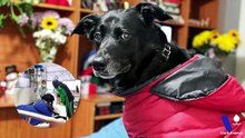 El perro que hizo reaccionar a su humana en coma la historia de Dino