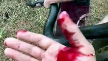 Momen Menegangkan Menangkap Buaya