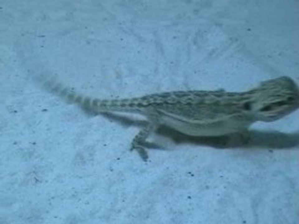 Max Le Pogona