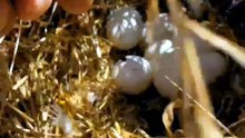 دجاج فيومي ماشاء الله 🥚🐔