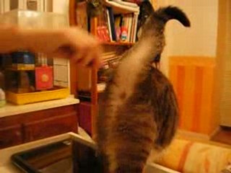 La toilette de Mimi : c'est moooon peigne !