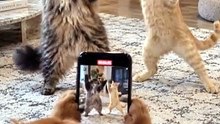 Dancing Cats & Dog 😻 Funny Cat & Dog Videos