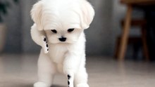 Dancing Cats & Dog 😻 Funny Cat & Dog Videos
