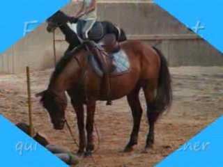 stage de pony gale avec joel