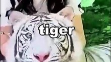 This Is How This Girl Got Her Cats to Behave 😲 #animales #viral #facts #fyp