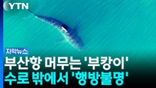 부산항 머무는 '부캉이'...수로 밖에서 '행방불명' [자막뉴스] / YTN