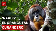 Científicos documentan por primera vez a un orangután curando su herida con una planta medicinal