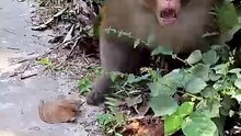 Hilarious Funny Angry Monkey Charge As Stocky Macaque Repeatedly Lunges At Camera On Forest Path