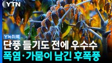 단풍 들기도 전에 우수수...폭염·가뭄에 나무도 신음 [Y녹취록] / YTN