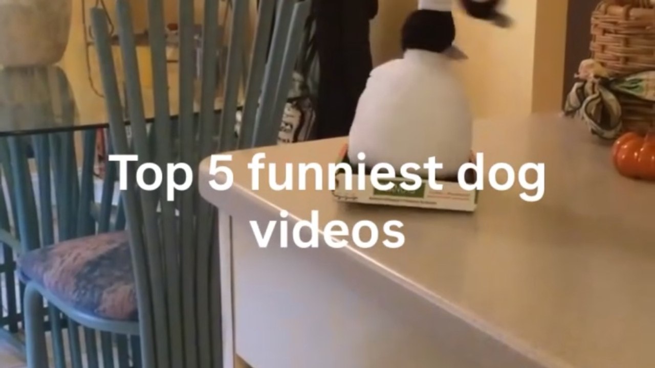 Top 5 funniest dog videos that will make your day 😂🐶 - Video Dailymotion