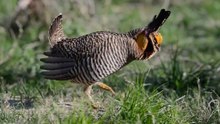A closer look at Attwater's Prairie-Chicken dance and conservation at the Houston Zoo