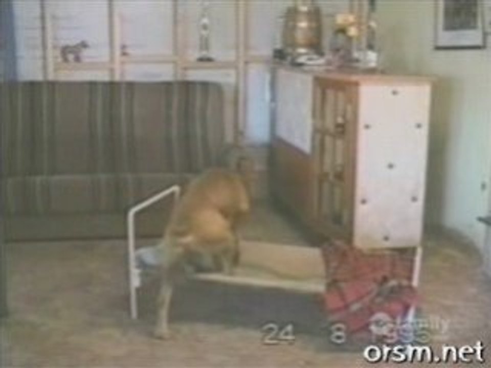 Very intelligent dog