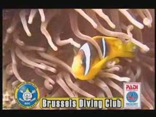 CLIP club BDC "Brussels Diving Club"