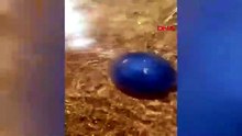Mavi rengine aldanmayın! Süveyş’ten gelen bu denizanasına sakın dokunmayın