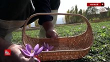 Hakkarili çiftçi safran üretiminde başarıyı yakalayınca ekim alanını genişletti