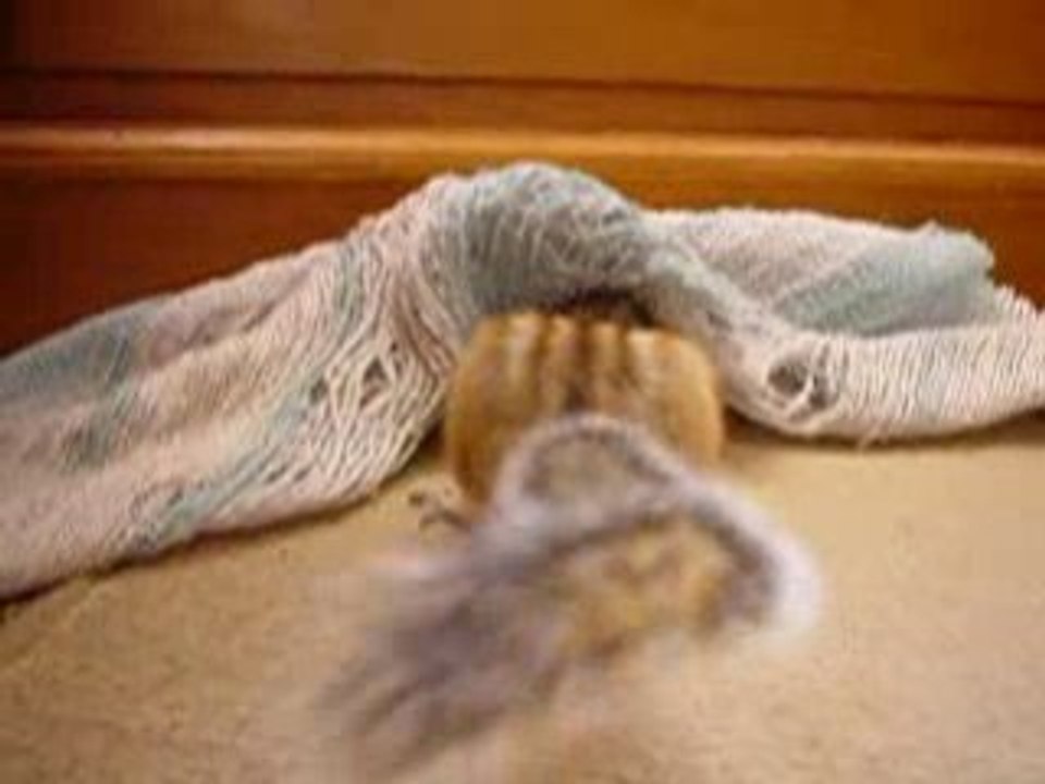 Ecureuil de Corée dans une drôle de posture