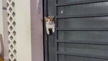 Cat Experiences Immediate Regret After Shortcut Mishap