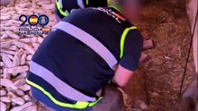 Incautan cuatro toneladas de hachís en Huelva, una oculta en un zulo cubierto con barras de pan