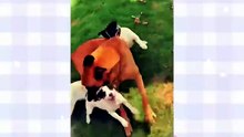 Animals Being Absolutely Hilarious 🐶🤣