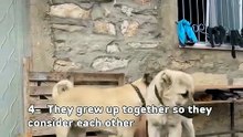 Your bests (CatsWithDogs)