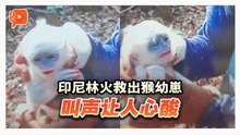爪哇苏里利猴幼崽获救 隔天与母猴团聚