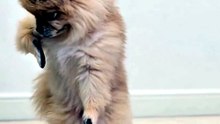 Funny Cat & Dog Videos 😻 Adorable Dancing Cats & Dog #funny #cat #dog