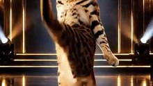 Funny Cat Videos 😻 Adorable Dancing Cats