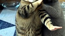 Funny Cat & Dog Videos 😻 Adorable Dancing Cats & Dog #funny #viral #cat #dog