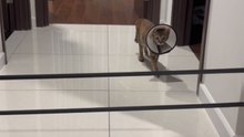 Active feline joins the 'Jumping Cat' craze and discovers her limits