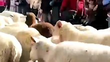 Thousands of sheep take over Madrid's streets for Transhumance Festival