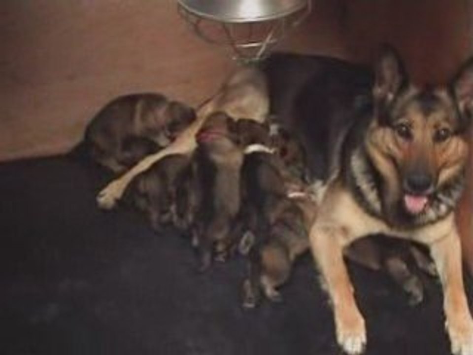 Chiots 15 jours 2008