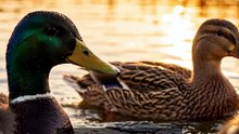 Ducks..Facts..