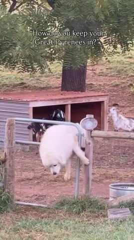 Three Great Pyrenees Dogs Keep Finding Ways to Escape Their Enclosures
