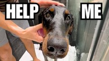 Doberman Bath Time: She Hates It, But Stays Calm for Grooming