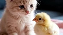 She thinks the little chick is her baby 😍 #CuteAnimals #Kitten #BabyChick #AnimalFriendship