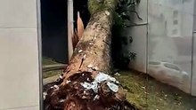Chuvas derrubam árvores no bairro São Pedro em BH