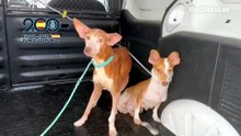 Detenida una mujer en Vélez-Málaga por confinar a oscuras 61 perros y gatos que recogía en la calle
